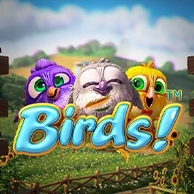 Birds