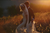 newlyweds walking through a field during a sunset