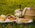 wine and bread picnic in grass field 