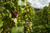 grapes on a tree at a vineyard 