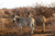 zebras in the sahara desert located in south africa