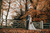 newlyweds in an autumnal forest scene 