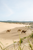 camels walking on the gobi desert 
