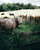 an ox in a farm