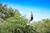 man zip lining over tall trees