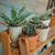 potted plants on a wooden shelf