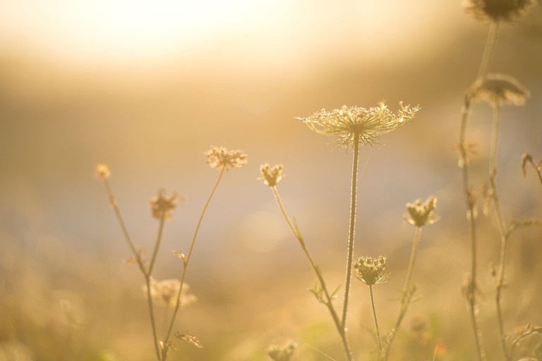 The top five regrets of the dying