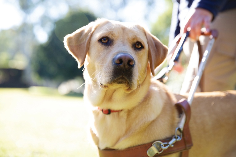 Guide Dogs Victoria Photo