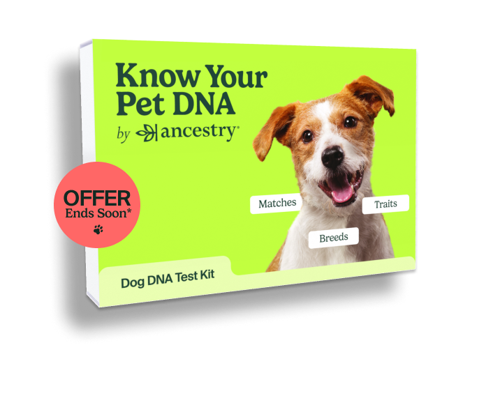 Como comprar online no site da Fit Puppy - Fit Puppy