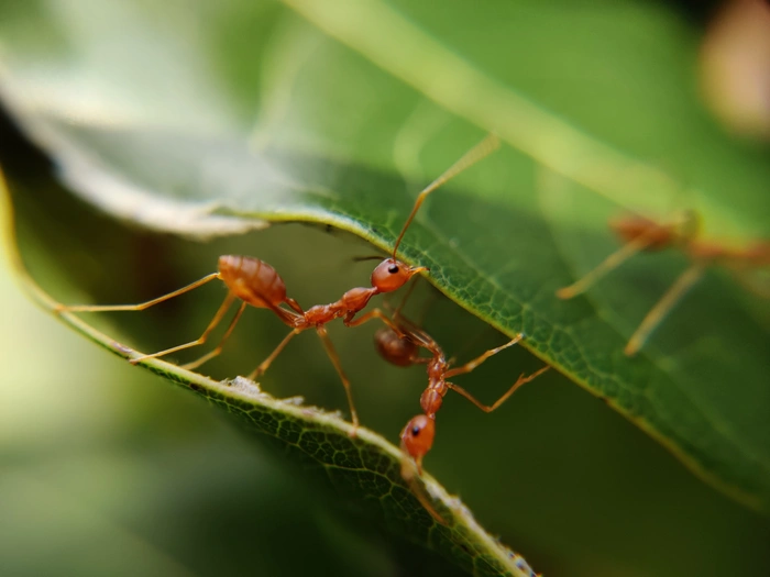 The Wisdom of Ants: Obstacles cover image