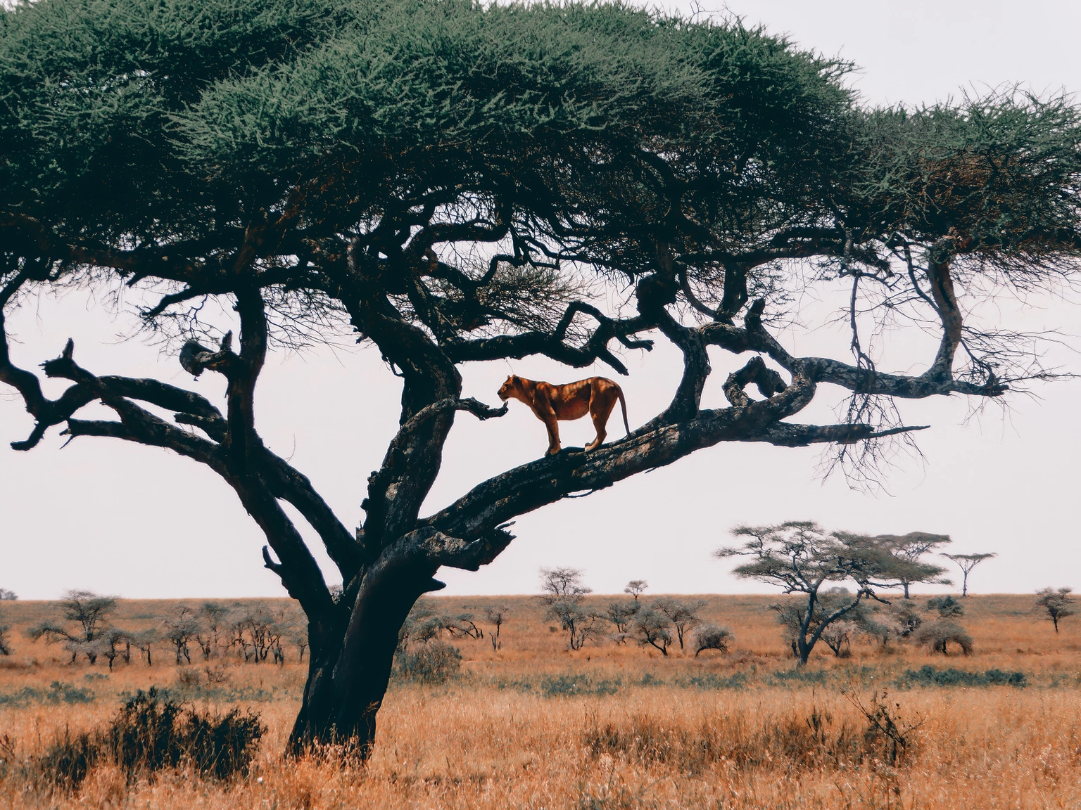 Wildlife