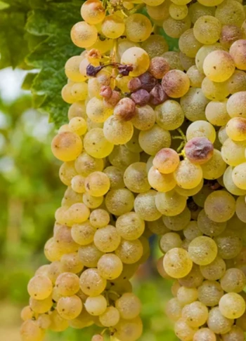 Pinot Blanc The Definitely Underestimated Third Pinot