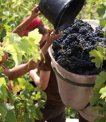 Syrah grapes - Credit: Cave de Tain