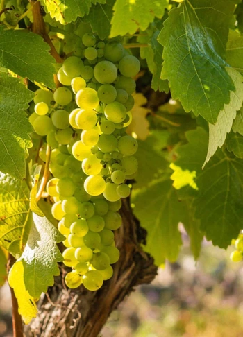 Bunch of sauvignon blanc grapes on the vine