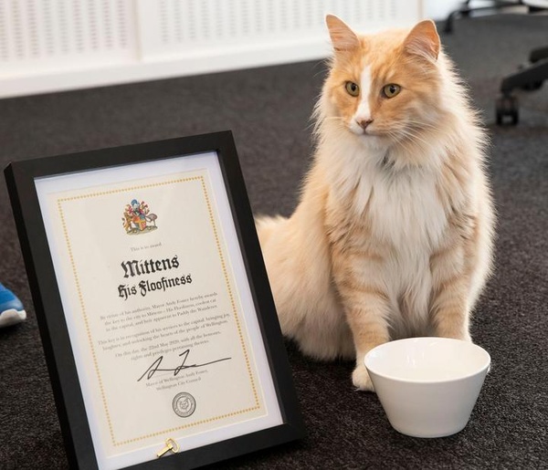 Photo of Mittens, a fluffy orange cat, standing next to a framed certificate which reads "Mittens, His Floofyness"