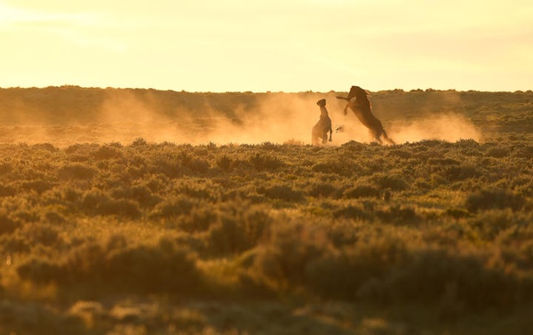 Photo of two stallions fighting at sunrise. One stallion is on its hind legs kicking at the other. Dust tints the air with a golden hue.