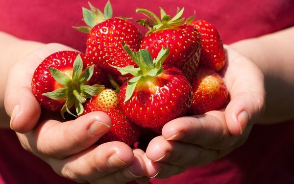 Close up photo of cupped hands full of strawberries