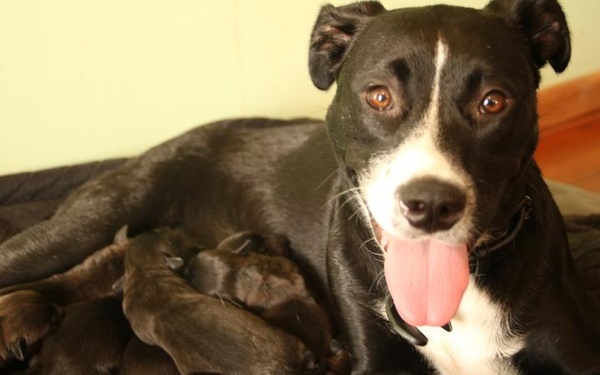 Photo of black dog with a white muzzle, feeding tiny puppies with a happy look on its face