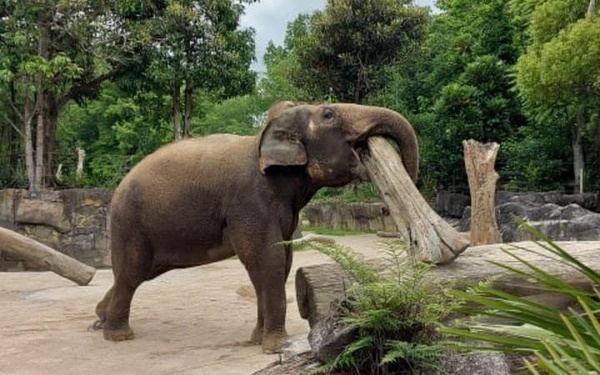 A photo of an elephant holding a log in its trunk