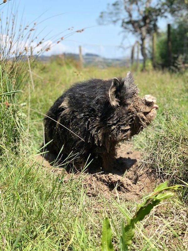 Photo of a pig with long black hair standing in a mud puddle