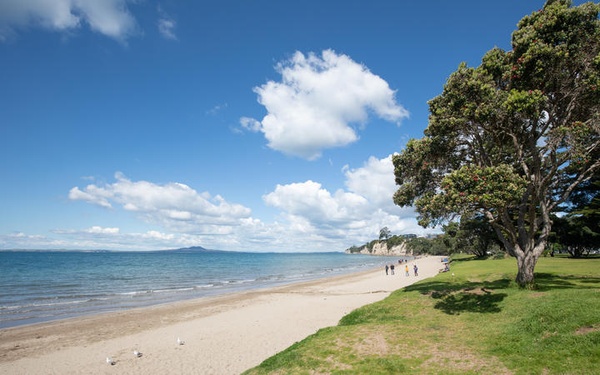A photo of a golden sand beach and pohutukawa tree in Browns Bay