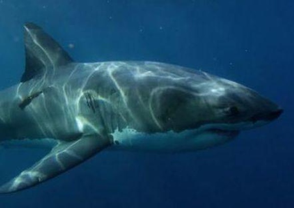 An underwater photo of a great white shark