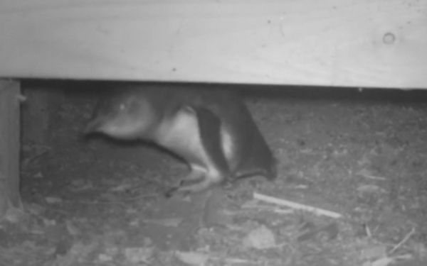 A black and white photo of a little blue penguin crouching under a house