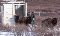 Shipping Container Releases Bison