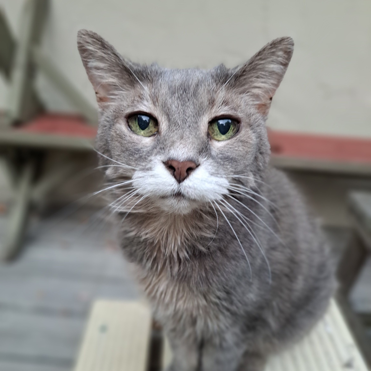 Gray Feral Cat- Sommers Family