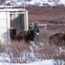 Shipping Container Releases Bison