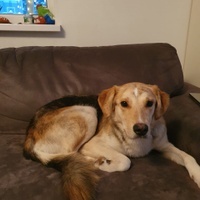 Мои собаки замечательно провели время!