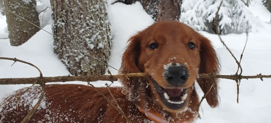 "Новогодние" цены