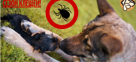 Начинается сезон клещей!