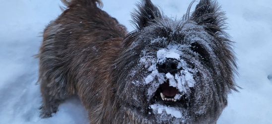 Изменение ценовой политики на проживание Ваших питомцев с февраля!