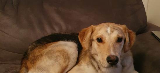 Мы стараемся найти индивидуальный подход к каждому питомцу!