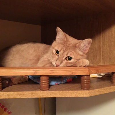 Размещение кошки в доме (в отдельной комнате)