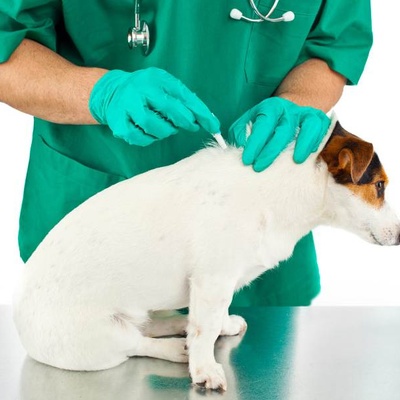 Обработка от блох и клещей