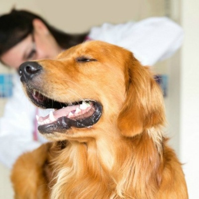 Чистка параанальных  желез