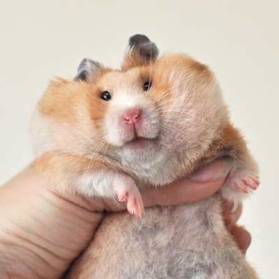 Размещение мелких животных