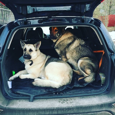 Доставка животного