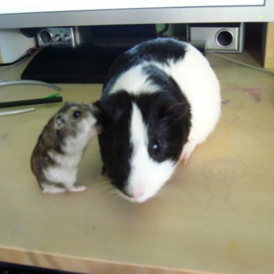 Размещение средних животных