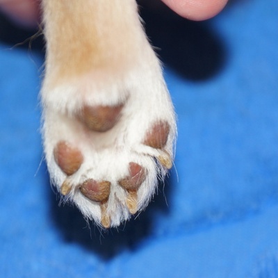 Выстригание гигиенических зон