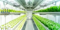 hydroponics-shipping-container-1024x683.jpeg
