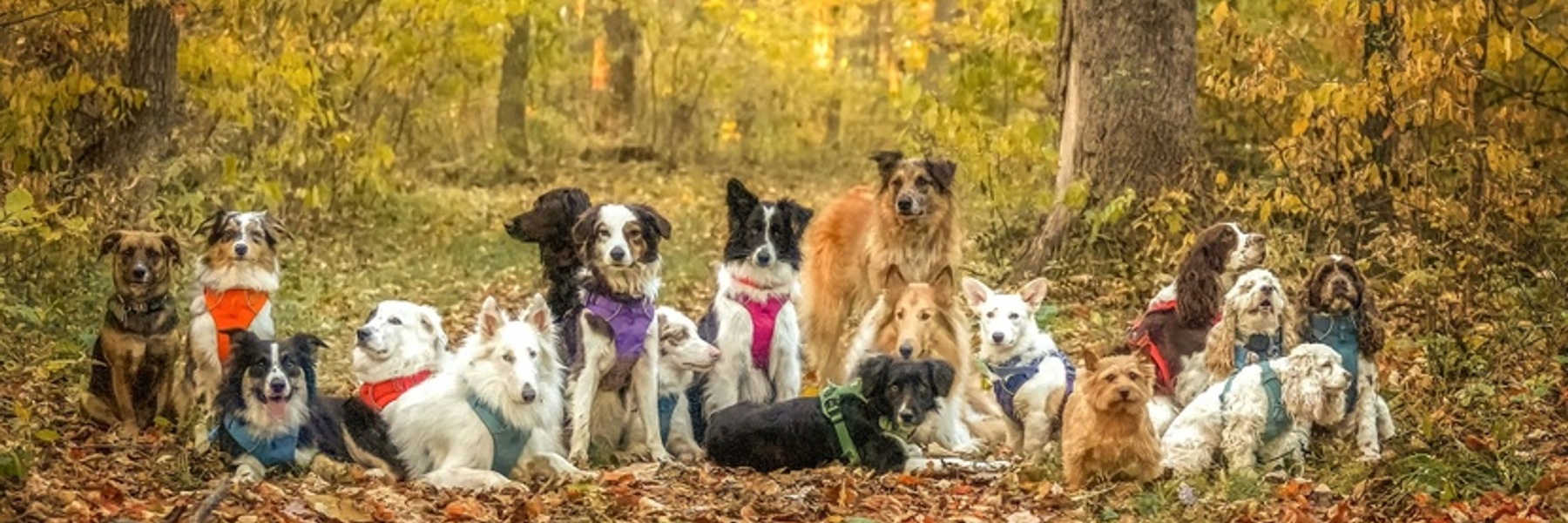 Dogs at sunset