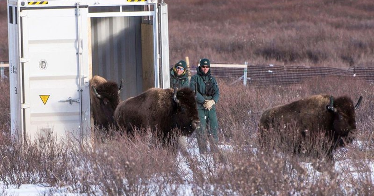 Shipping Container Releases Bison