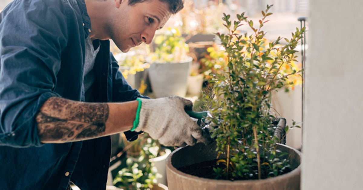 Gardener Salary in NZ (September, 2024) SEEK