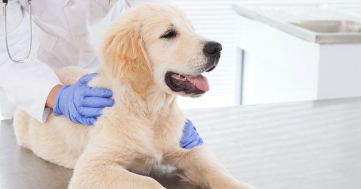 Veterinarian Salary in NZ (October, 2024) SEEK