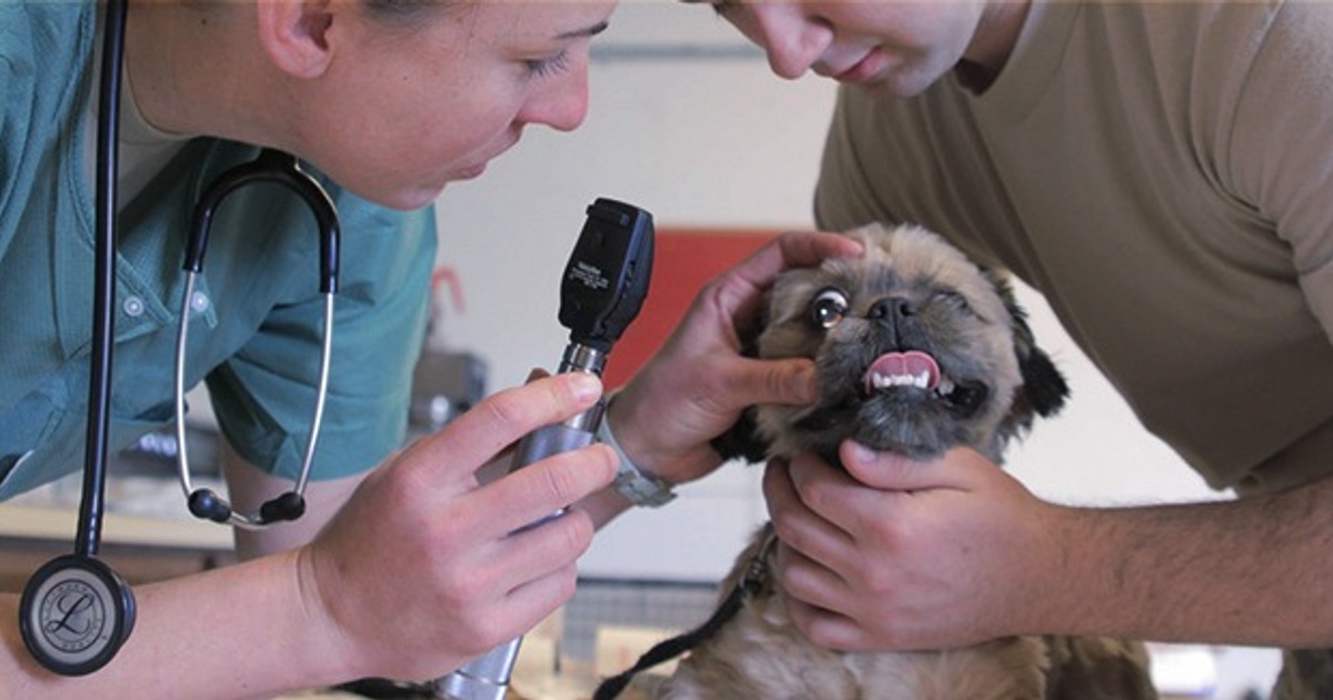 How to a Veterinary Nurse Skills & Job Description SEEK