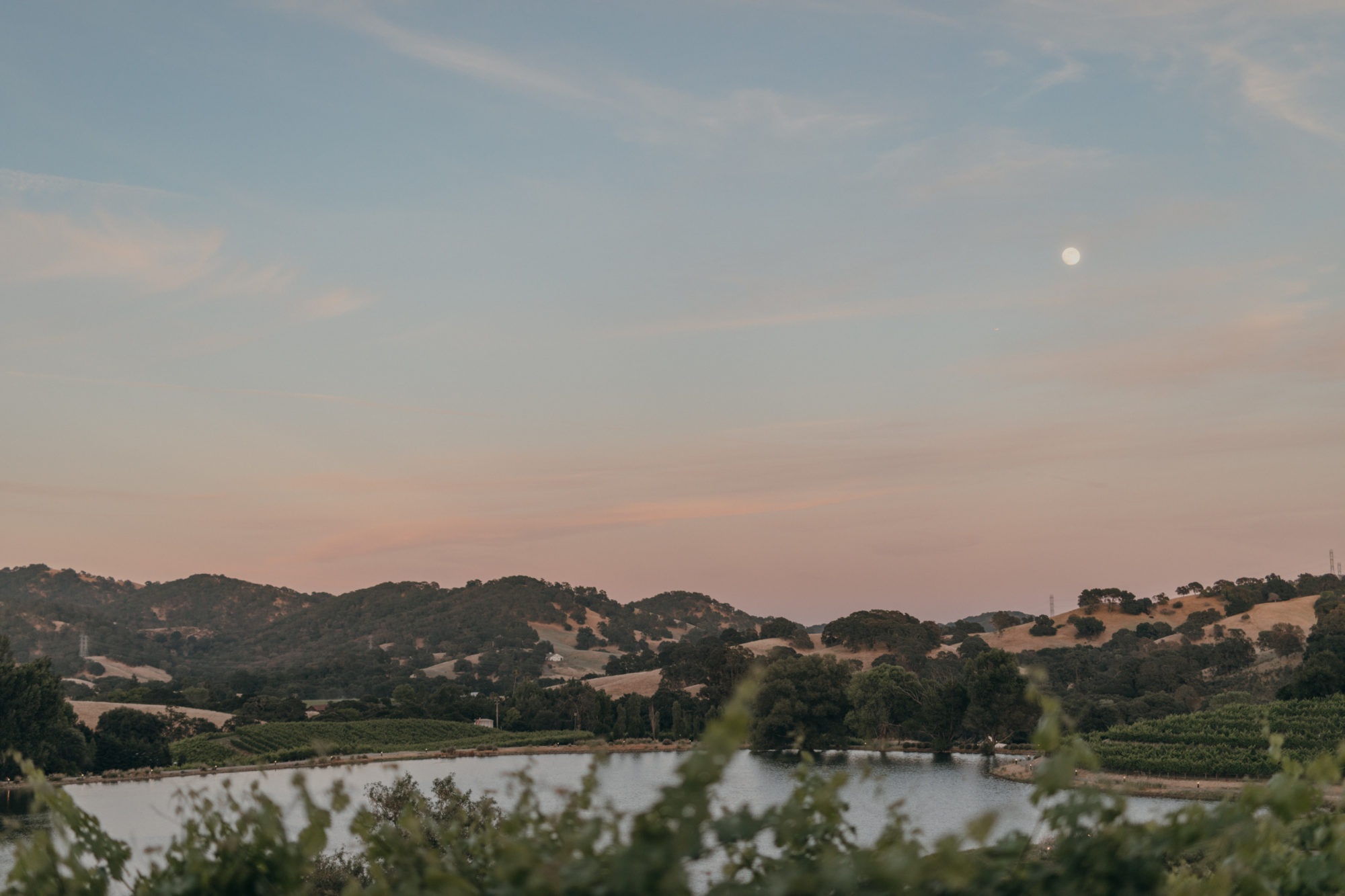 A view of the vineyard after sunset.