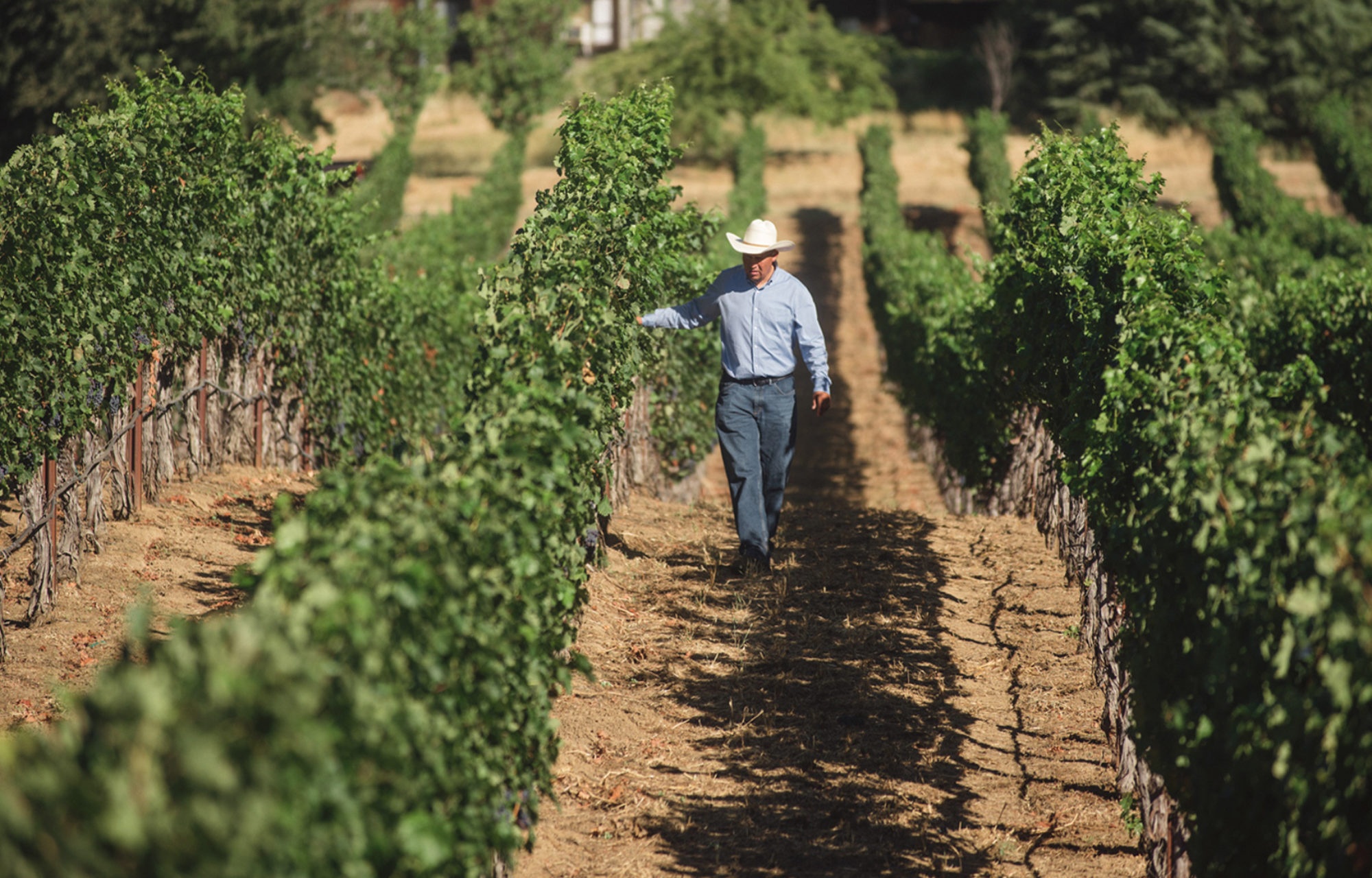 to Hestan Vineyards Hestan Vineyards